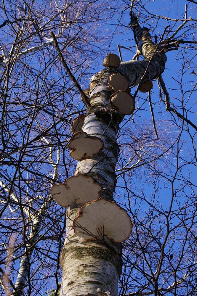 Un mico-panino (Piptoporus betulinus)